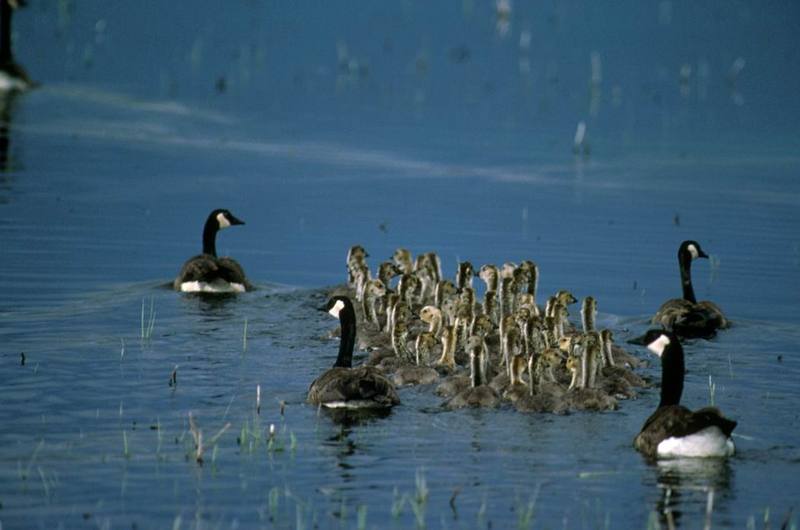 Canada Geese guarding goslings (Branta canadensis) {!--캐나다기러기-->; DISPLAY FULL IMAGE.