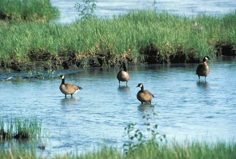 Canada Goose (Branta canadensis) {!--캐나다기러기-->; DISPLAY FULL IMAGE.