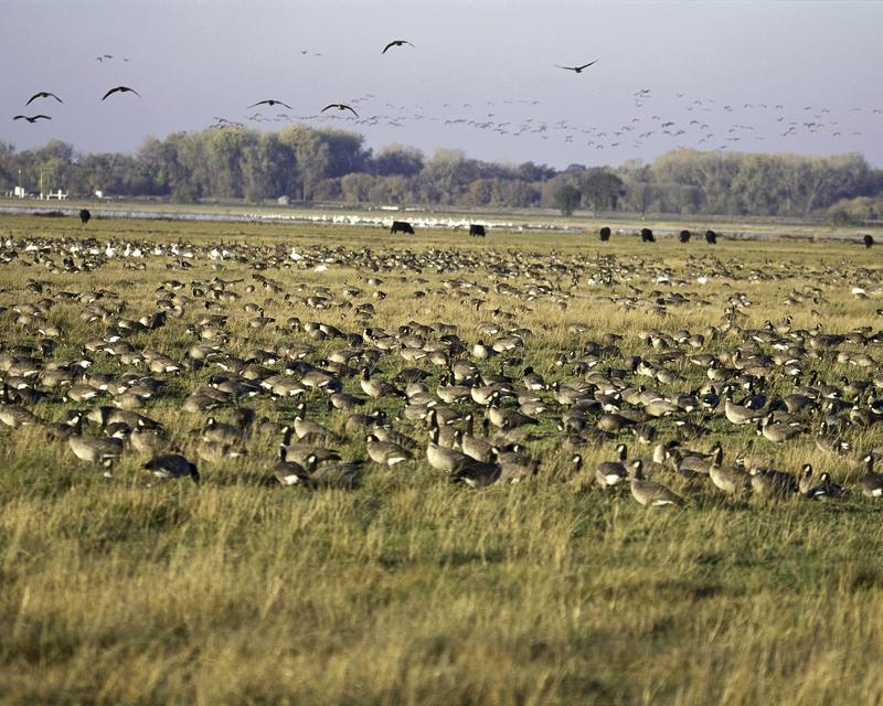 Canada Goose flock (Branta canadensis) {!--캐나다기러기-->; DISPLAY FULL IMAGE.