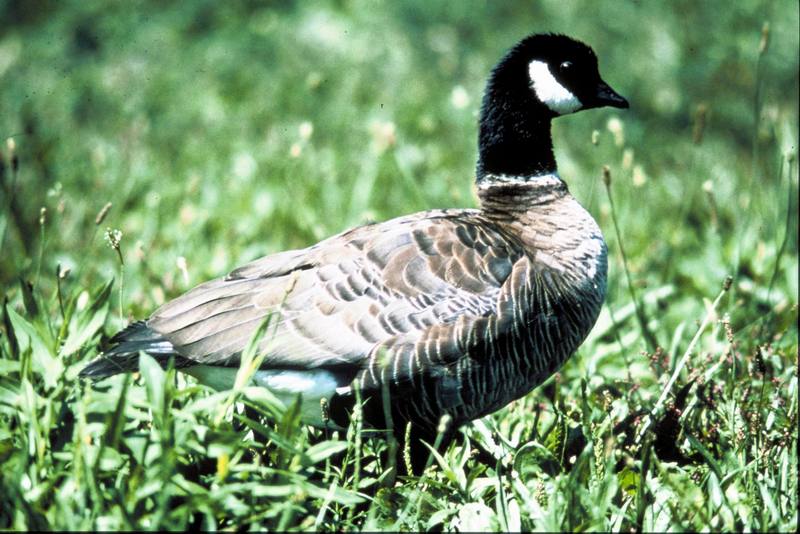 Canada Goose (Branta canadensis) {!--캐나다기러기-->; DISPLAY FULL IMAGE.