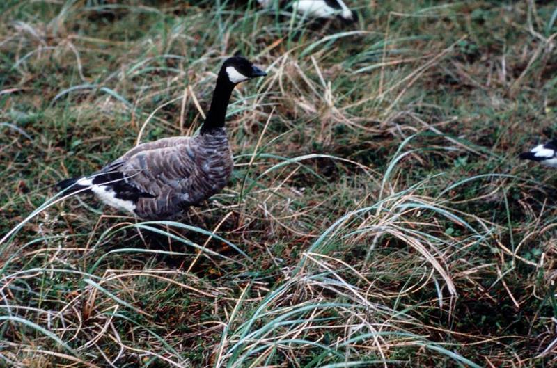 Canada Goose (Branta canadensis) {!--캐나다기러기-->; DISPLAY FULL IMAGE.
