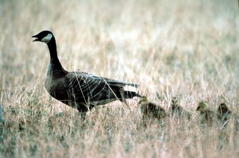Canada Goose and goslings (Branta canadensis) {!--캐나다기러기-->; DISPLAY FULL IMAGE.