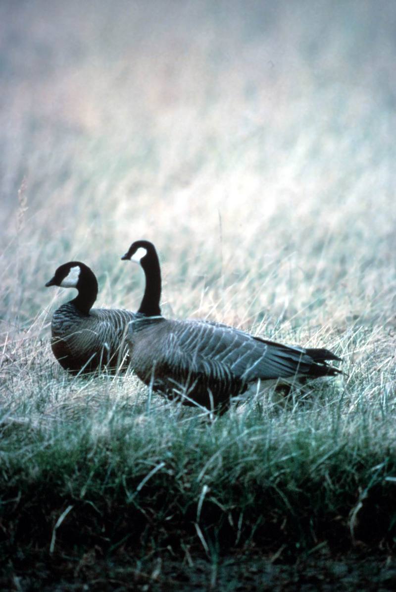 Canada Geese (Branta canadensis) {!--캐나다기러기-->; DISPLAY FULL IMAGE.