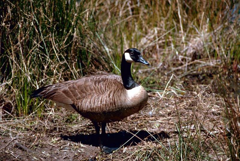 Canada Goose (Branta canadensis) {!--캐나다기러기-->; DISPLAY FULL IMAGE.