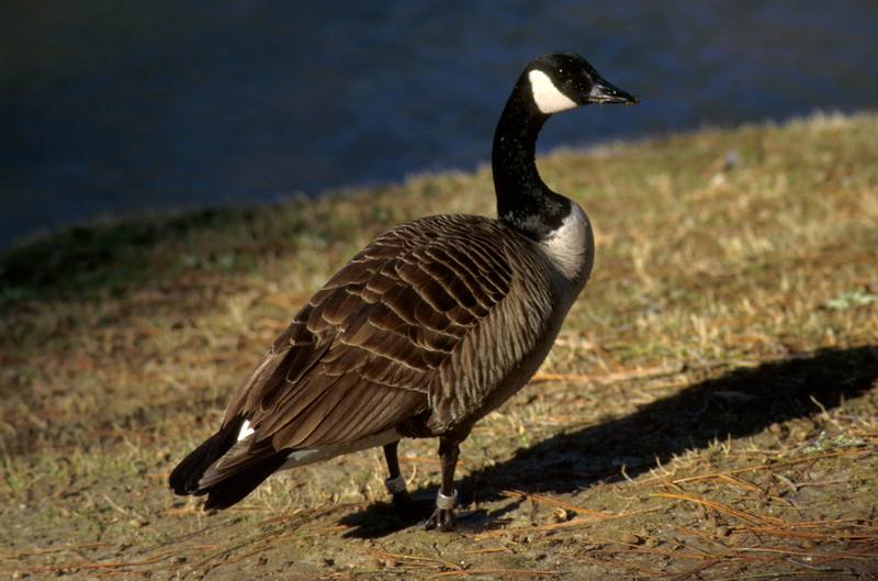 Canada Goose (Branta canadensis) {!--캐나다기러기-->; DISPLAY FULL IMAGE.