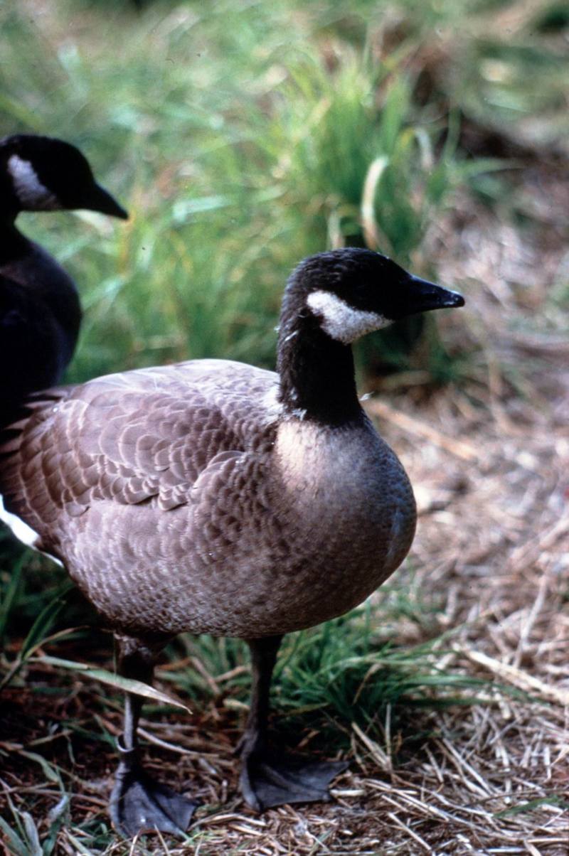 Canada Goose (Branta canadensis) {!--캐나다기러기-->; DISPLAY FULL IMAGE.