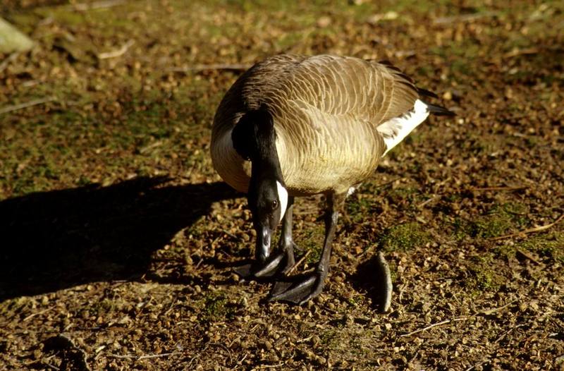Canada Goose (Branta canadensis) {!--캐나다기러기-->; DISPLAY FULL IMAGE.