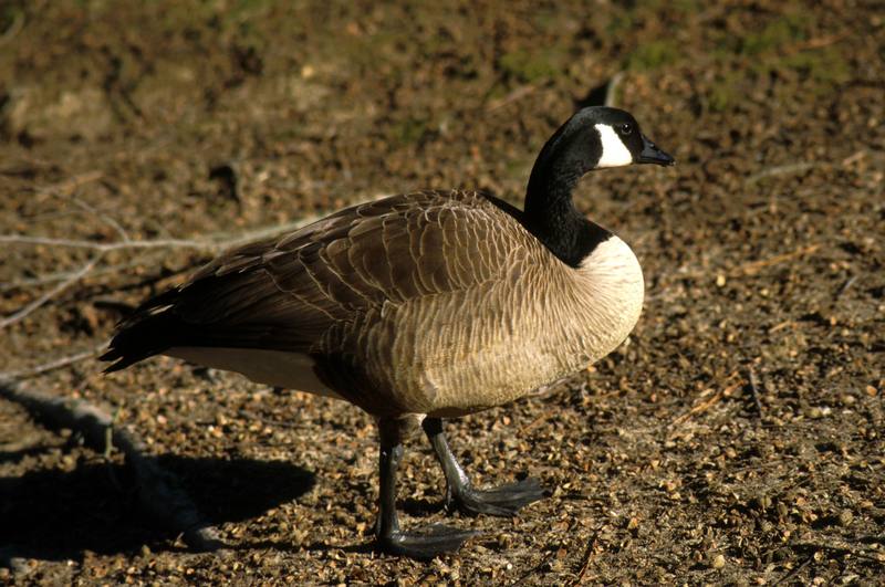 Canada Goose (Branta canadensis) {!--캐나다기러기-->; DISPLAY FULL IMAGE.