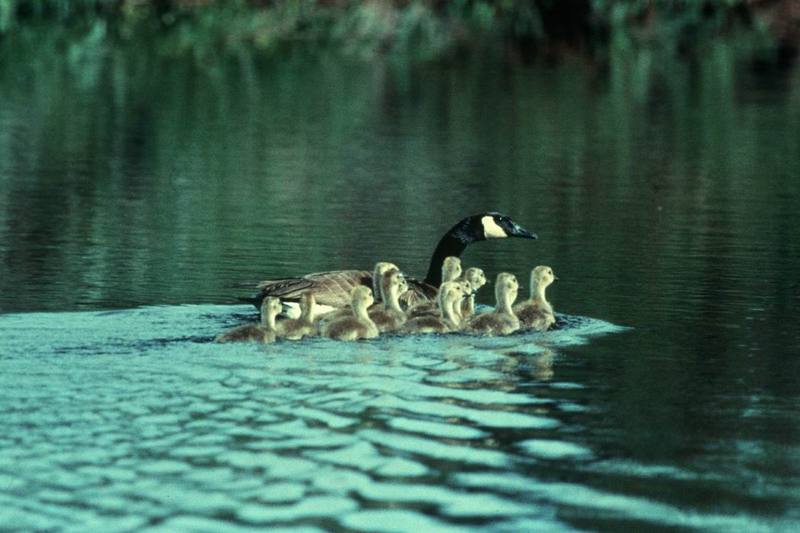 Canada Goose and goslings (Branta canadensis) {!--캐나다기러기-->; DISPLAY FULL IMAGE.