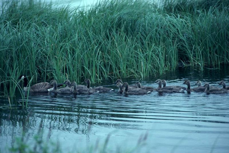 Canada Goose and goslings (Branta canadensis) {!--캐나다기러기-->; DISPLAY FULL IMAGE.