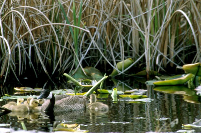 Canada Goose and goslings (Branta canadensis) {!--캐나다기러기-->; DISPLAY FULL IMAGE.