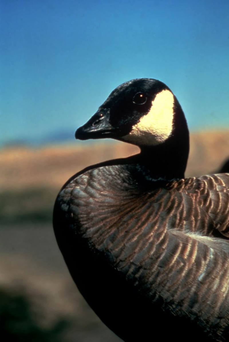 Canada Goose (Branta canadensis) {!--캐나다기러기-->; DISPLAY FULL IMAGE.