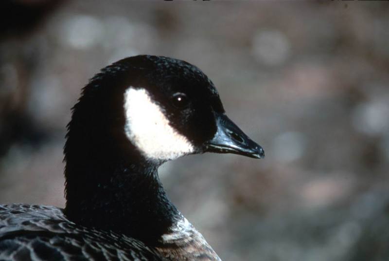 Canada Goose (Branta canadensis) {!--캐나다기러기-->; DISPLAY FULL IMAGE.