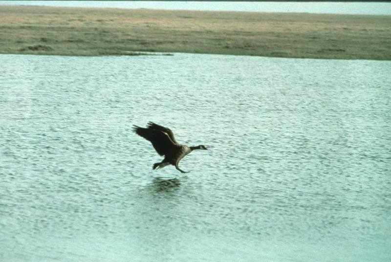 Canada Goose takes off (Branta canadensis) {!--캐나다기러기-->; DISPLAY FULL IMAGE.