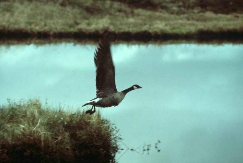 Canada Goose takes off (Branta canadensis) {!--캐나다기러기-->; DISPLAY FULL IMAGE.