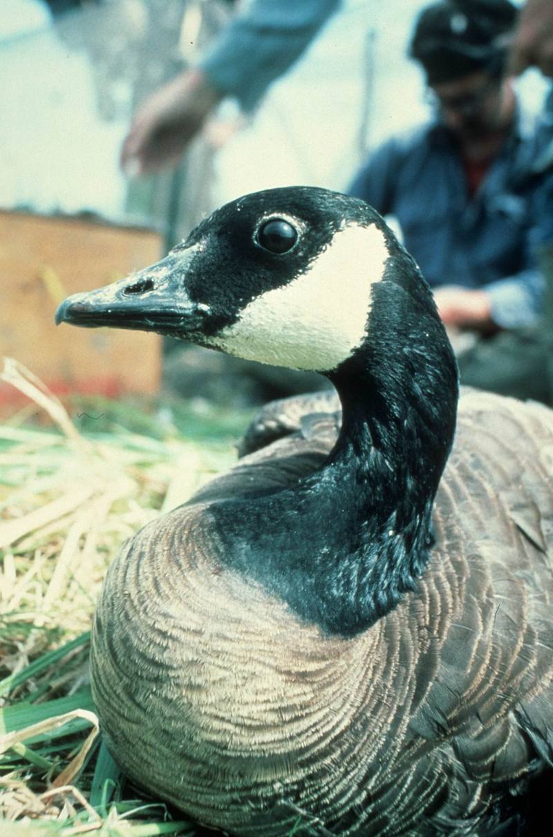 Canada Goose (Branta canadensis) {!--캐나다기러기-->; DISPLAY FULL IMAGE.