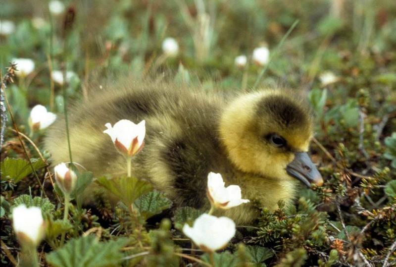 Greater White-fronted Goose baby (Anser albifrons) {!--쇠기러기-->; DISPLAY FULL IMAGE.