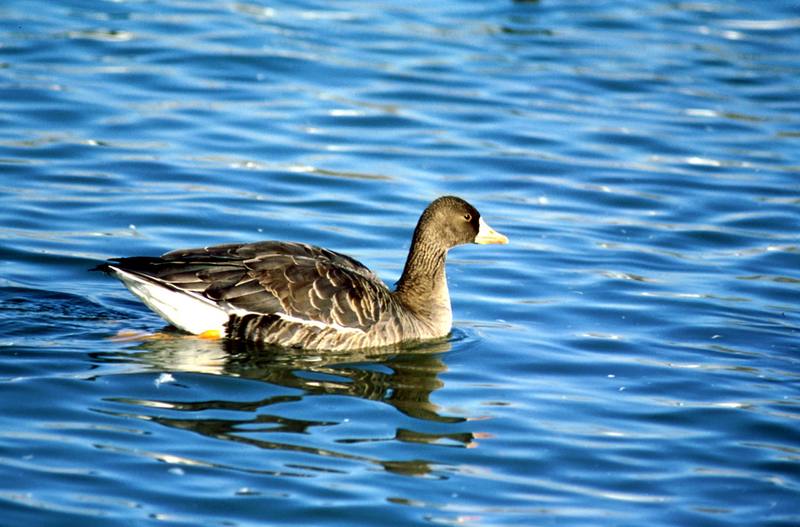 Greater White-fronted Goose (Anser albifrons) {!--쇠기러기-->; DISPLAY FULL IMAGE.