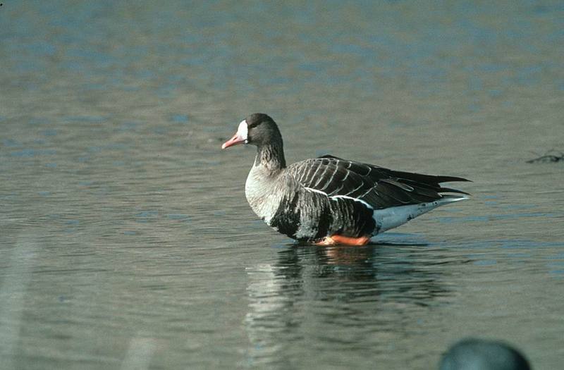 Greater White-fronted Goose (Anser albifrons) {!--쇠기러기-->; DISPLAY FULL IMAGE.