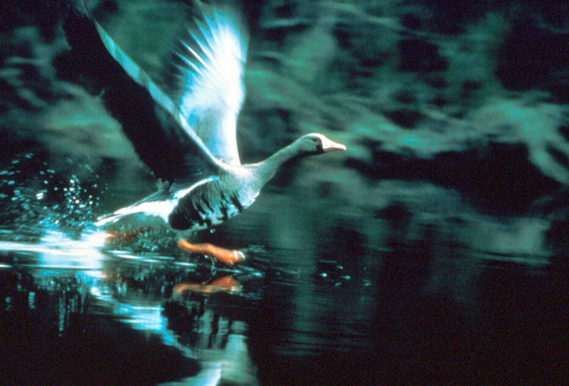 Greater White-fronted Goose taking off (Anser albifrons) {!--쇠기러기-->; DISPLAY FULL IMAGE.