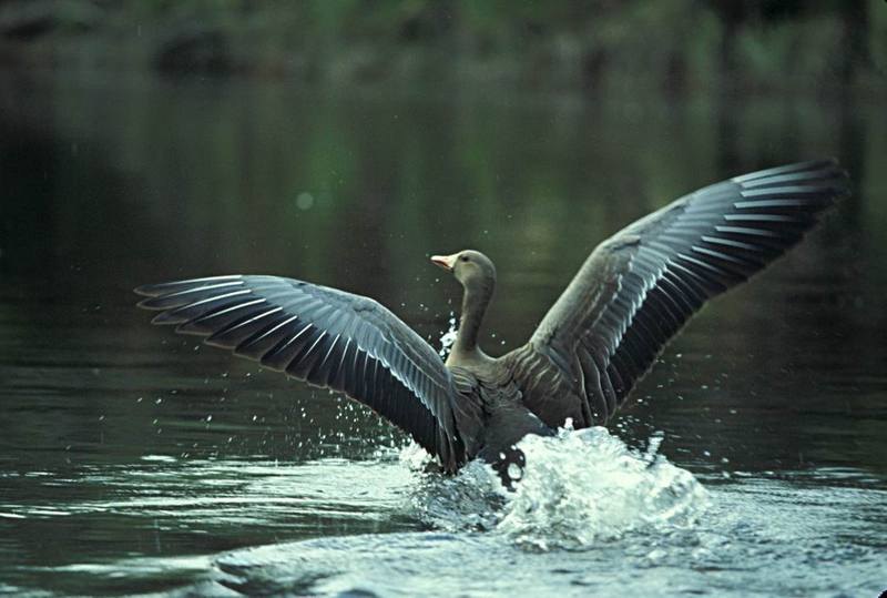 Greater White-fronted Goose landing (Anser albifrons) {!--쇠기러기-->; DISPLAY FULL IMAGE.