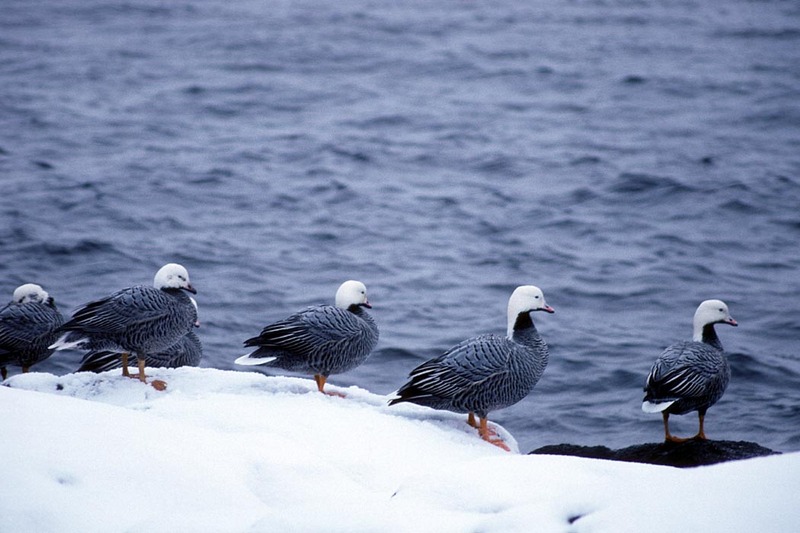 Emperor Goose flock (Chen canagica) {!--흰머리기러기-->; DISPLAY FULL IMAGE.