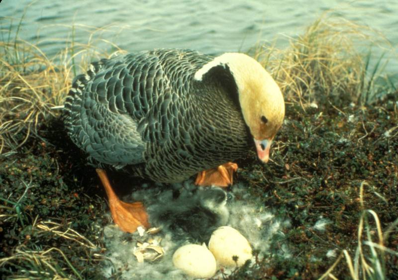 Emperor Goose and gosling (Chen canagica) {!--흰머리기러기-->; DISPLAY FULL IMAGE.