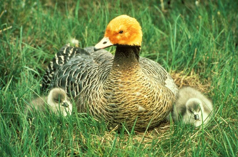 Emperor Goose and goslings (Chen canagica) {!--흰머리기러기-->; DISPLAY FULL IMAGE.