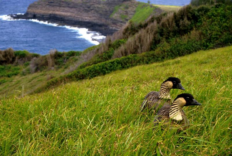 Nene, Hawaiian Goose pair (Branta sandvicensis) {!--하와이기러기-->; DISPLAY FULL IMAGE.