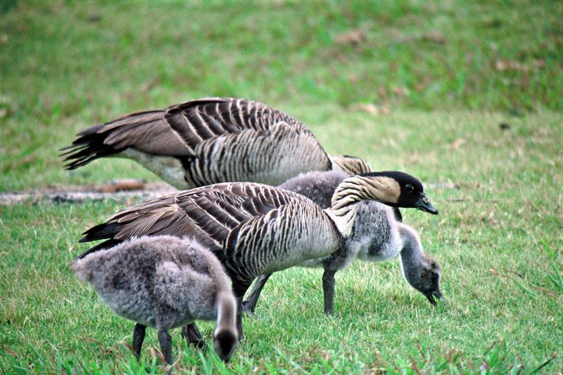 Nene, Hawaiian Goose family (Branta sandvicensis) {!--하와이기러기-->; DISPLAY FULL IMAGE.