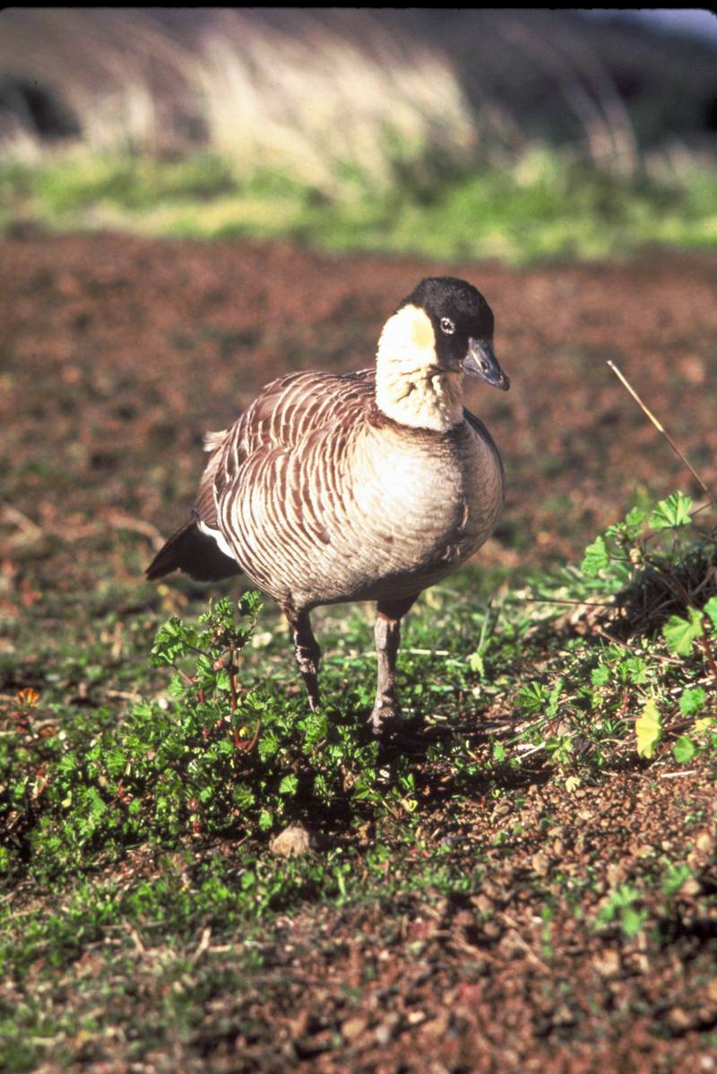 Nene, Hawaiian Goose (Branta sandvicensis) {!--하와이기러기-->; DISPLAY FULL IMAGE.