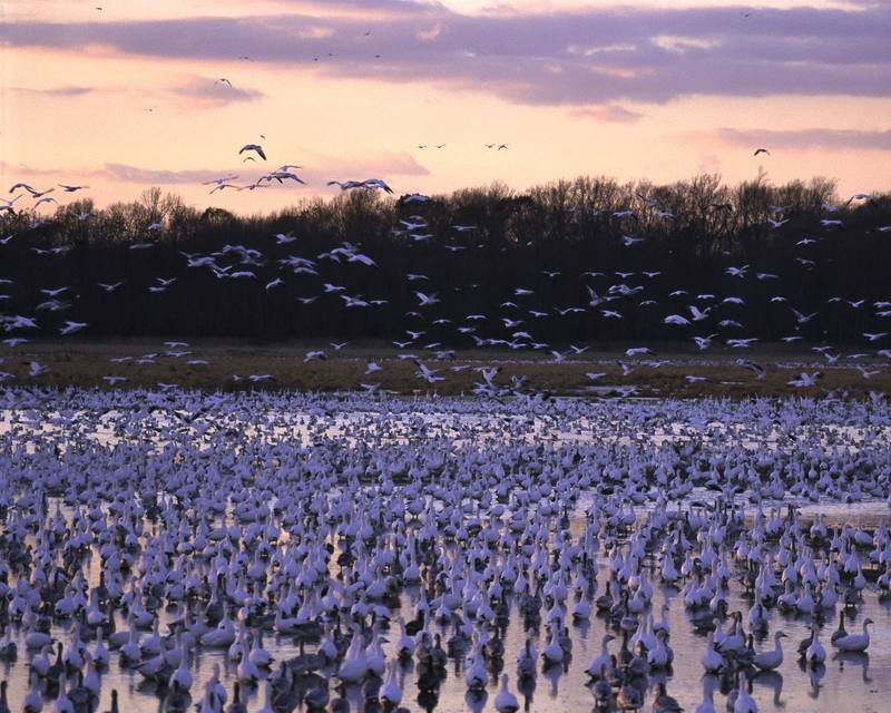 Snow Goose flock (Chen caerulescens) {!--흰기러기-->; DISPLAY FULL IMAGE.