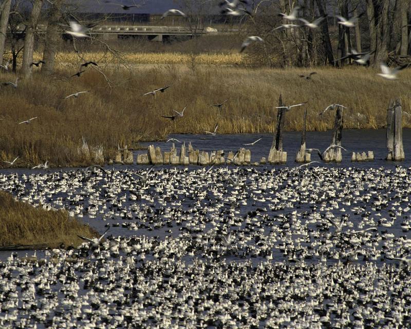 Snow Goose flock (Chen caerulescens) {!--흰기러기-->; DISPLAY FULL IMAGE.