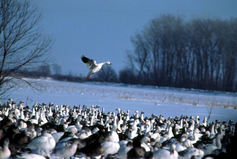 Snow Goose flock (Chen caerulescens) {!--흰기러기-->; DISPLAY FULL IMAGE.