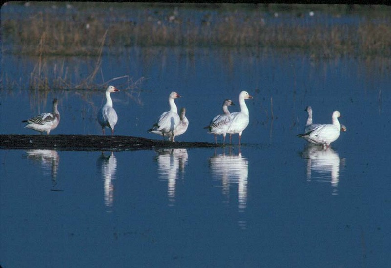 Snow Goose flock (Chen caerulescens) {!--흰기러기-->; DISPLAY FULL IMAGE.