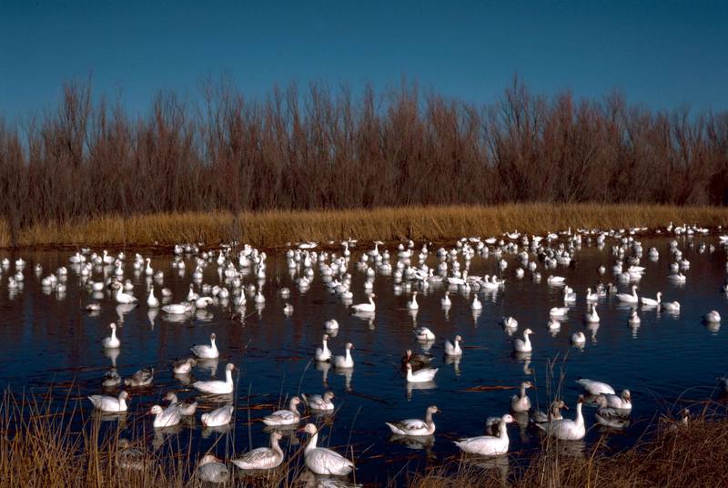 Snow Goose flock (Chen caerulescens) {!--흰기러기-->; DISPLAY FULL IMAGE.