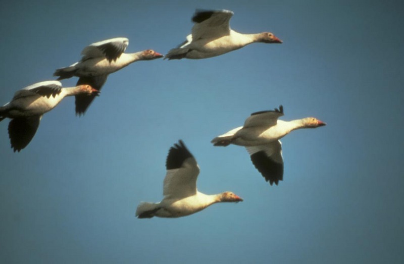 Snow Goose flock in flight (Chen caerulescens) {!--흰기러기-->; DISPLAY FULL IMAGE.