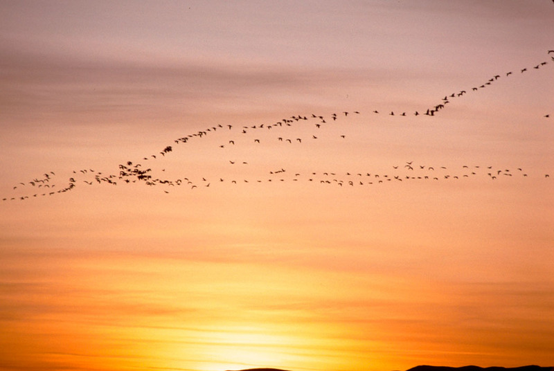 Snow Goose flock in flight (Chen caerulescens) {!--흰기러기-->; DISPLAY FULL IMAGE.