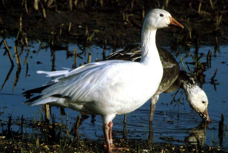 Snow Geese (Chen caerulescens) {!--흰기러기-->; DISPLAY FULL IMAGE.