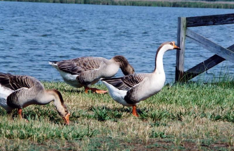 Brown Chinese Goose, Swan Goose flock (Anser cygnoides) {!--중국거위-->; DISPLAY FULL IMAGE.