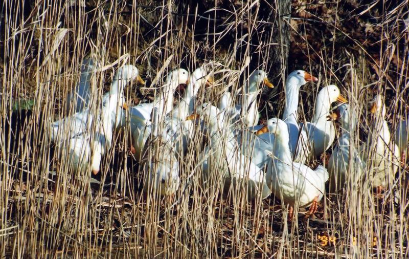 Domestic Goose flock (Anser anser domesticus) {!--유럽거위-->; DISPLAY FULL IMAGE.