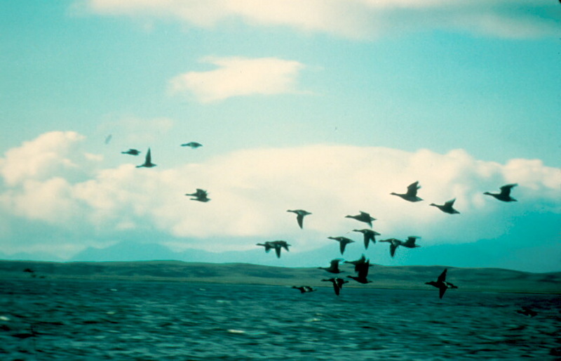 Brant, Brent Goose flock in flight (Branta bernicla) {!--흑기러기-->; DISPLAY FULL IMAGE.