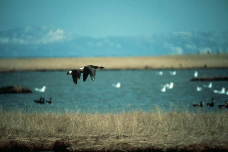 Brant, Brent Goose pair in flight (Branta bernicla) {!--흑기러기-->; DISPLAY FULL IMAGE.