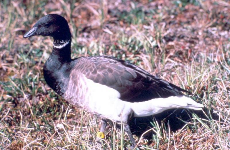 Brant, Brent Goose (Branta bernicla) {!--흑기러기-->; DISPLAY FULL IMAGE.