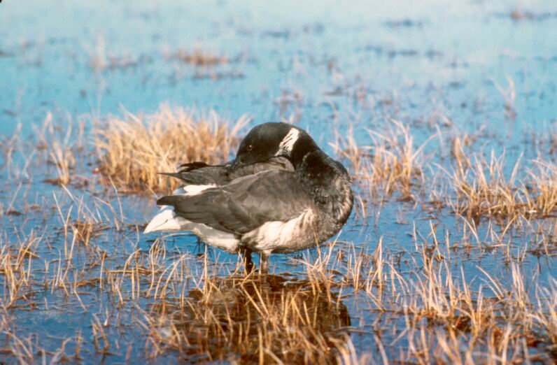 Brant, Brent Goose (Branta bernicla) {!--흑기러기-->; DISPLAY FULL IMAGE.