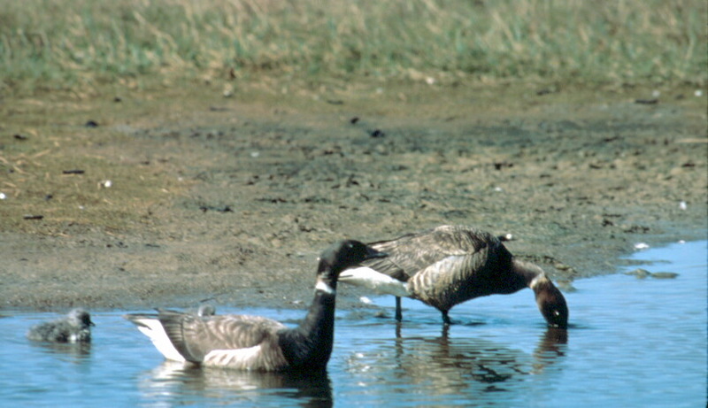 Brant, Brent Goose family (Branta bernicla) {!--흑기러기-->; DISPLAY FULL IMAGE.