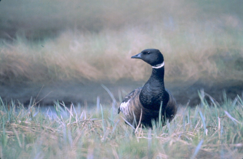 Brant, Brent Goose (Branta bernicla) {!--흑기러기-->; DISPLAY FULL IMAGE.