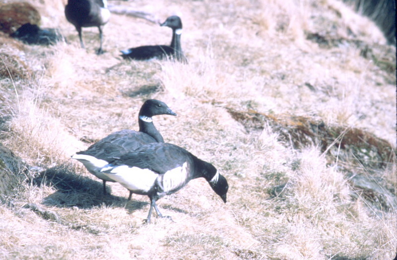 Brant, Brent Geese (Branta bernicla) {!--흑기러기-->; DISPLAY FULL IMAGE.