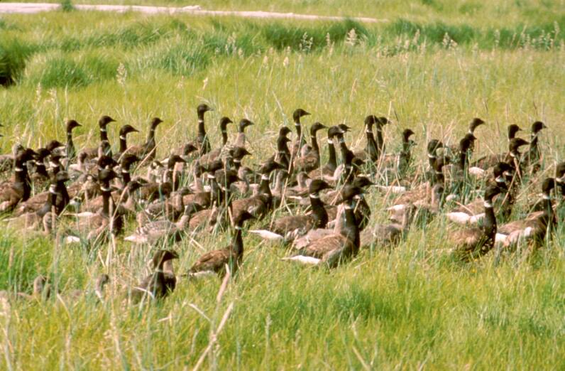 Brant, Brent Geese (Branta bernicla) {!--흑기러기-->; DISPLAY FULL IMAGE.