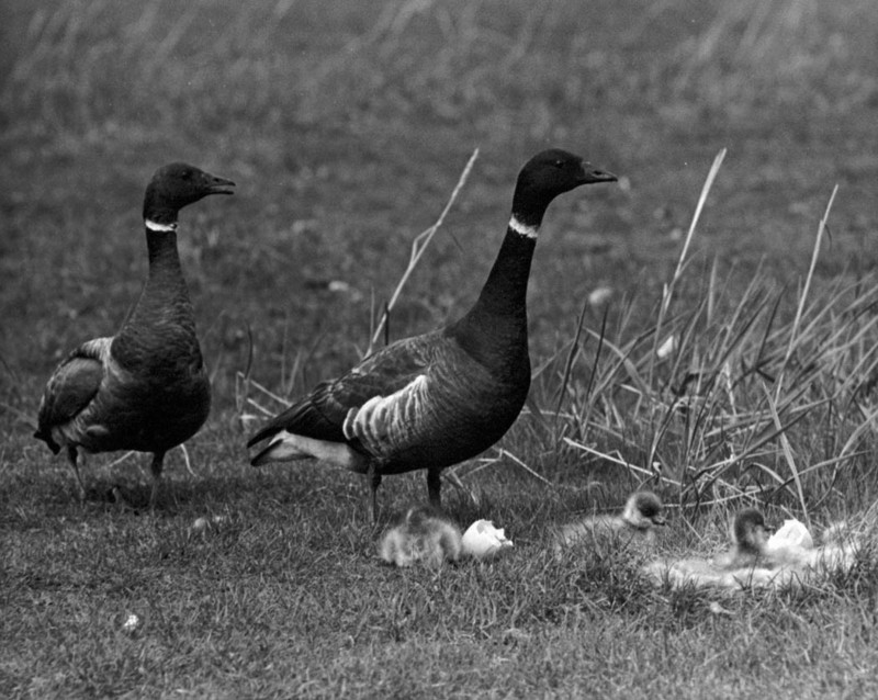 Brant, Brent Geese (Branta bernicla) {!--흑기러기-->; DISPLAY FULL IMAGE.